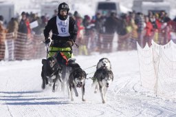 Lenk 2013